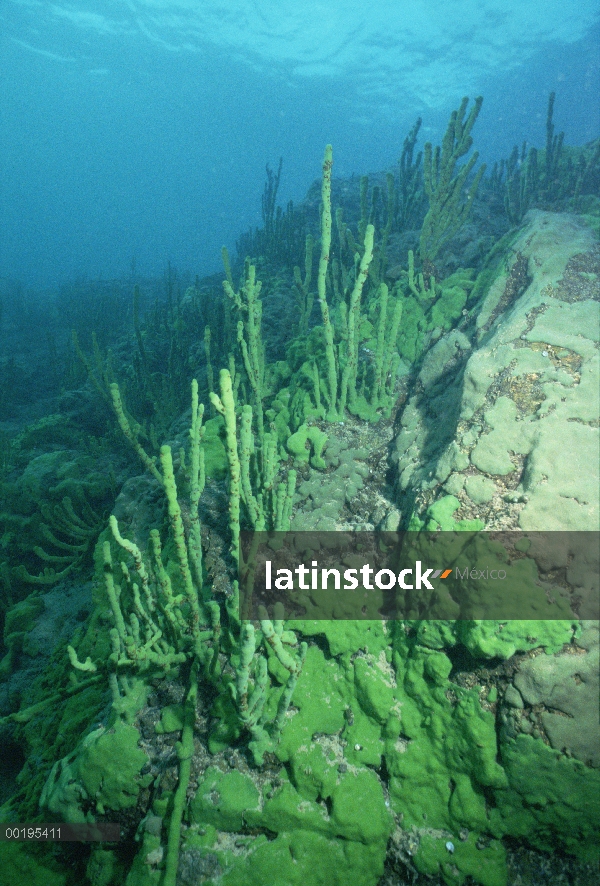 Esponja (baicalensis del Lubomirskia) en el lecho del lago roca, lago Baikal, Rusia