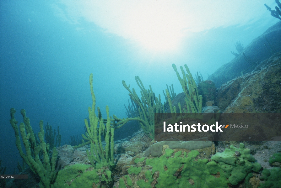 Esponja (Lubomirskia baicalensis) bajo el agua, lago Baikal, Rusia