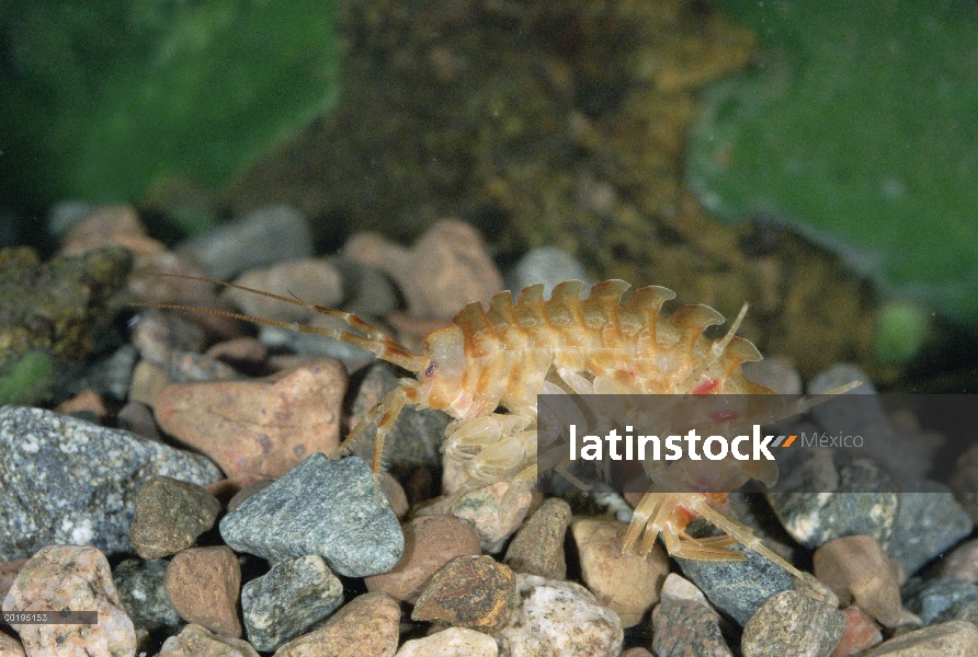 Anfípodos (Eucarinogammarus sp) en el lecho del lago roca, lago Baikal, Rusia