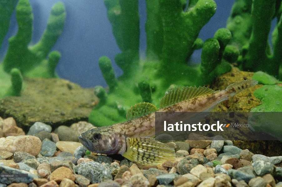 Ala de amarillo común (Cottocomephorus grewingki), lago Baikal, Rusia