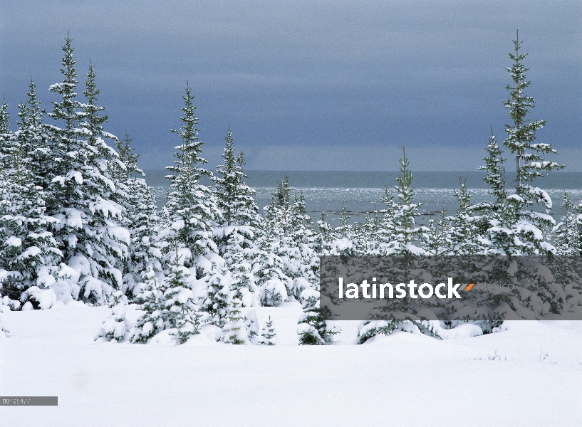 Árboles de abeto (Picea sp) en nieve, bosque boreal, la bahía de Hudson, Canadá