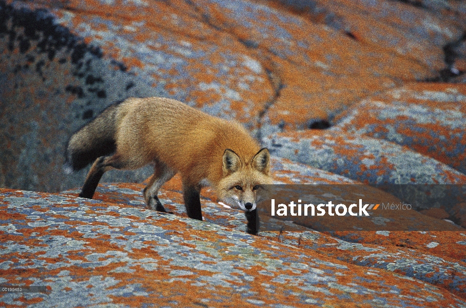 Zorro rojo (Vulpes vulpes) en rocas con líquenes naranja, Churchill, Manitoba, Canadá