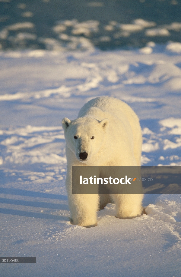 Retrato de adultos de oso polar (Ursus maritimus), Churchill, Manitoba, Canadá