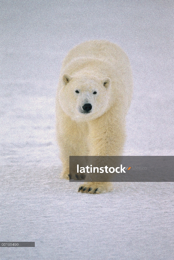 Oso polar (Ursus maritimus), Churchill, Manitoba, Canadá