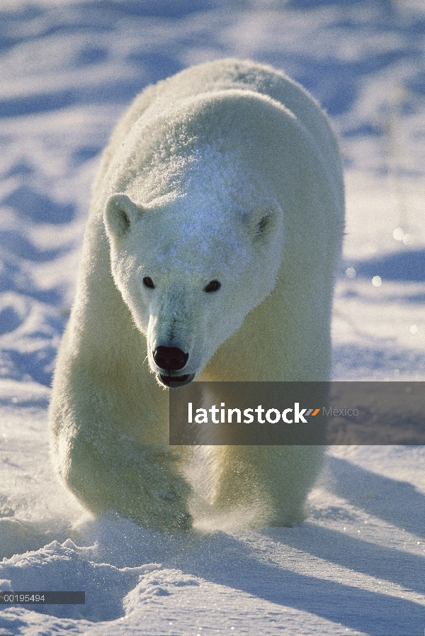 Oso polar (Ursus maritimus), Churchill, Manitoba, Canadá