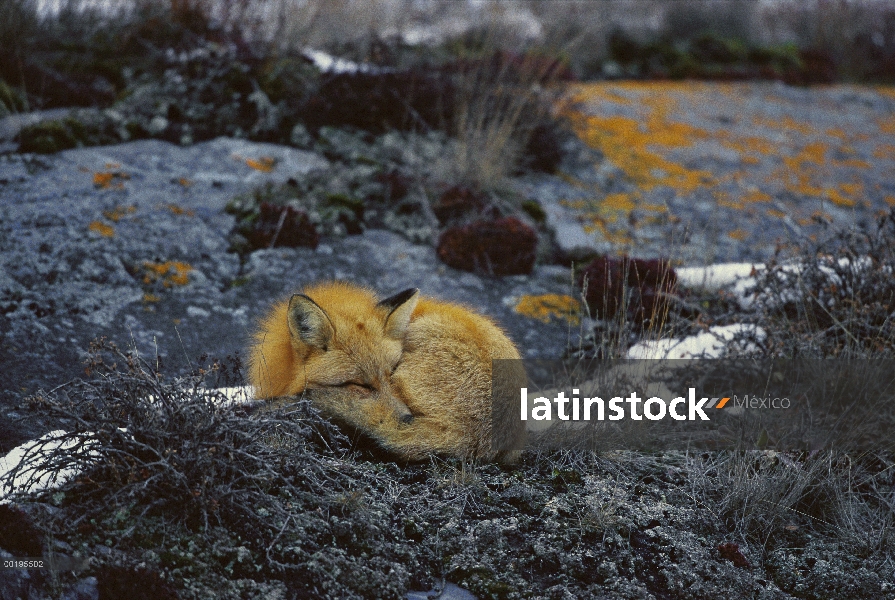 Zorro rojo (Vulpes vulpes) en rocas cubiertas de liquen anaranjado, Churchill, Canadá