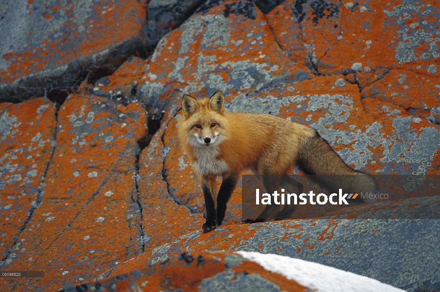 Zorro rojo (Vulpes vulpes) en rocas con líquenes naranja, Churchill, Canadá