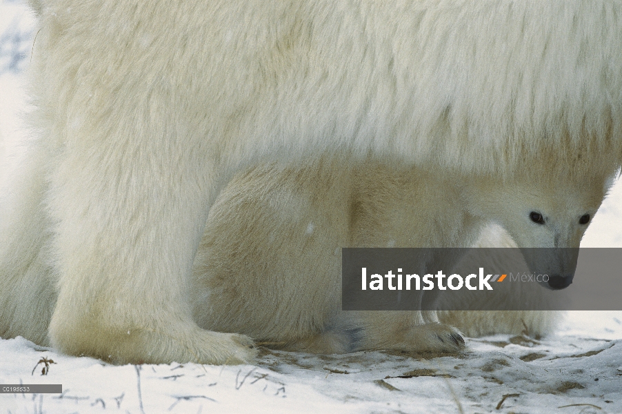 Fuera interconexión de cub de oso polar (Ursus maritimus) debajo de la calidez y la protección de su