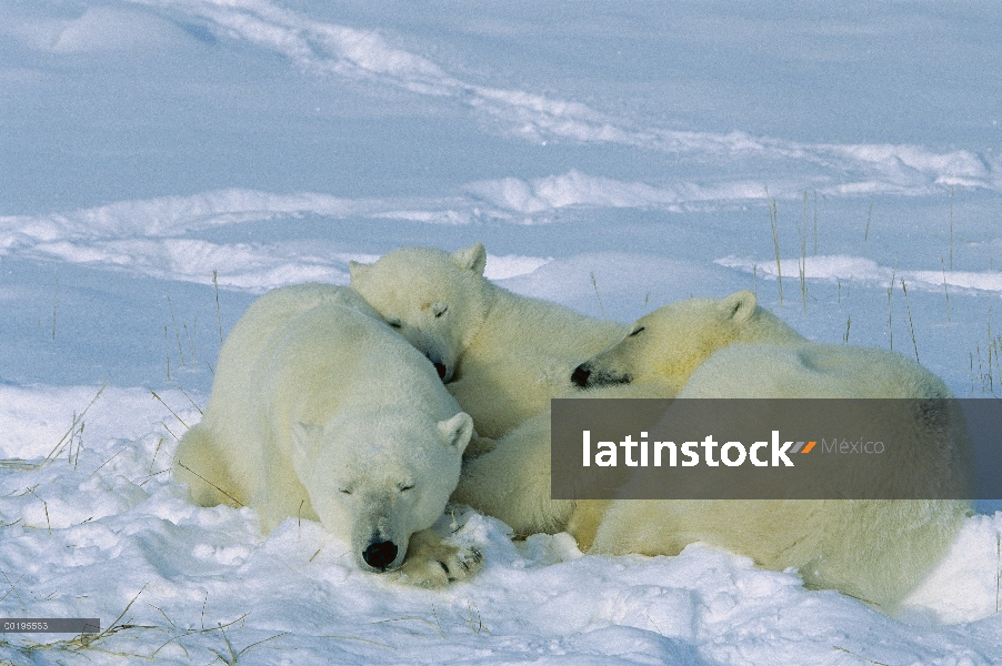 Madre oso polar (Ursus maritimus) con dos cachorros en la nieve, Churchill, Manitoba, Canadá