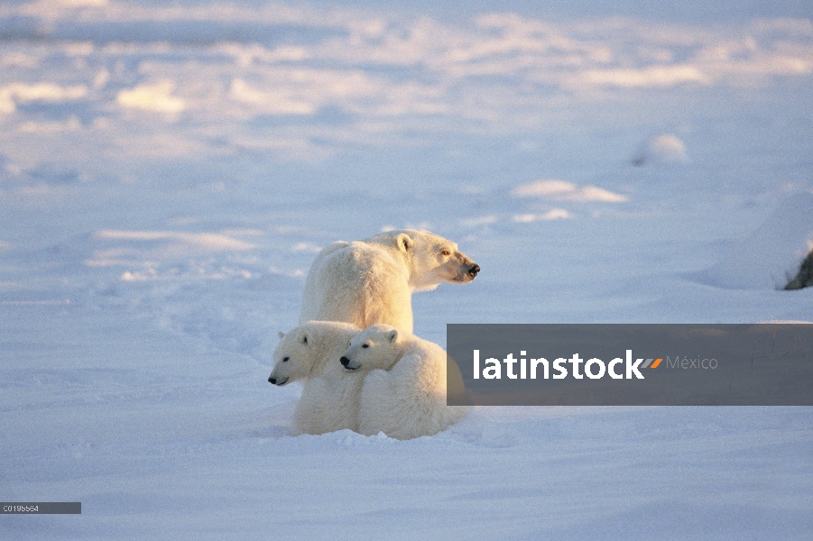 Madre oso polar (Ursus maritimus) con dos cachorros, Churchill, Manitoba, Canadá