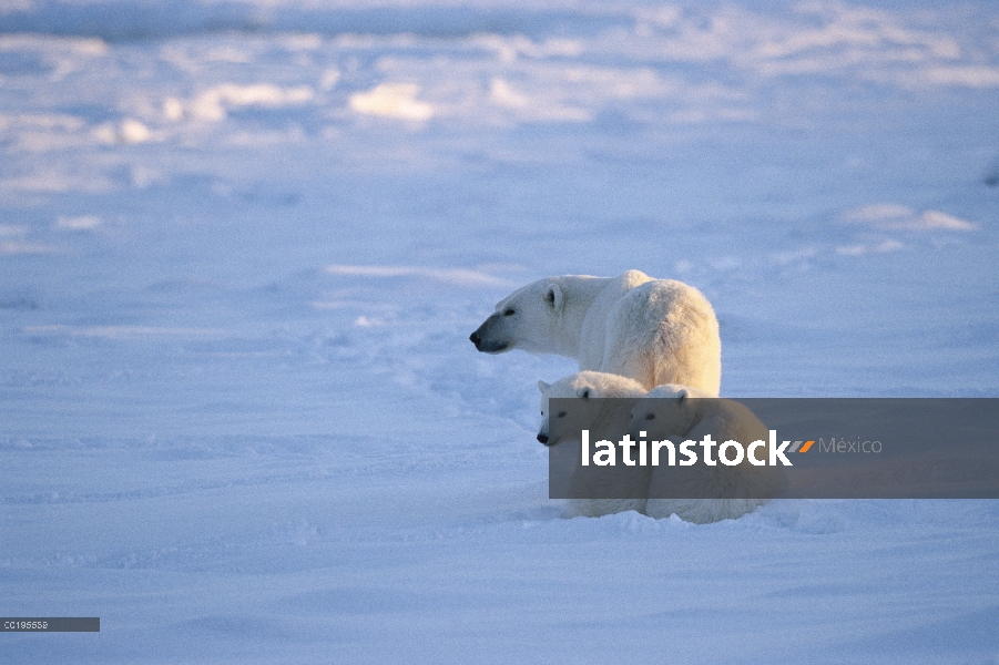 Madre oso polar (Ursus maritimus) con dos cachorros, Churchill, Manitoba, Canadá