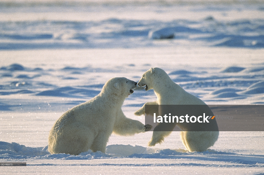 Machos de oso polar (Ursus maritimus) lucha, Bahía de Hudson, Canadá