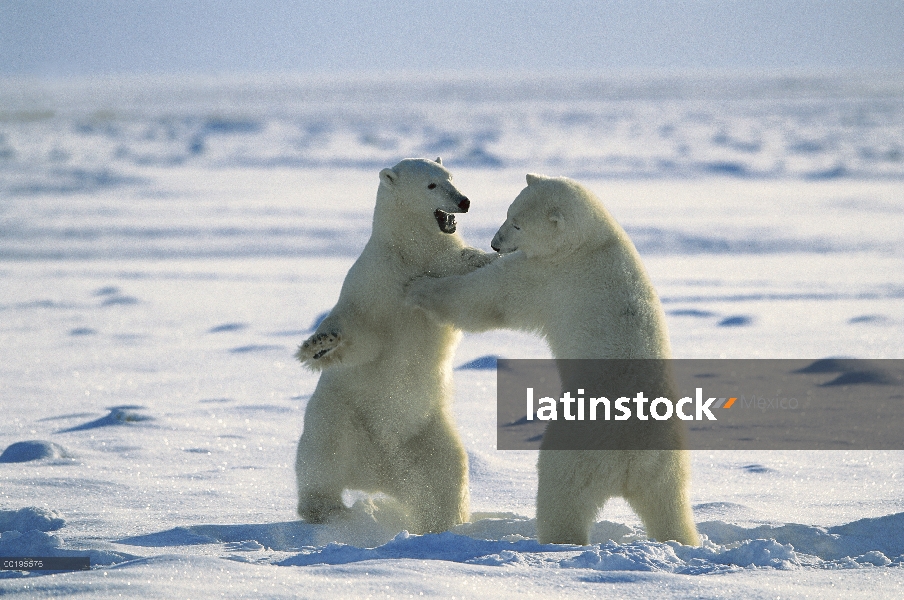 Machos de oso polar (Ursus maritimus) lucha, Bahía de Hudson, Canadá