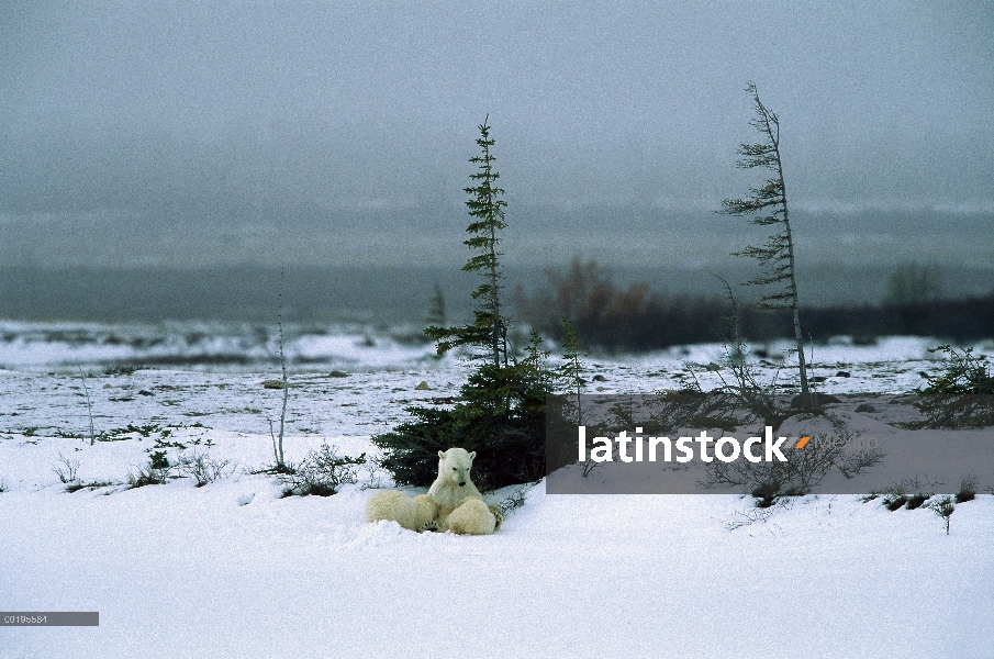 Oso polar (Ursus maritimus) madre enfermería dos cachorros, especies vulnerables, Churchill, Manitob