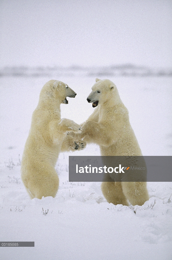 Dos machos de oso polar (Ursus maritimus) juego-luchando, Bahía de Hudson, Canadá