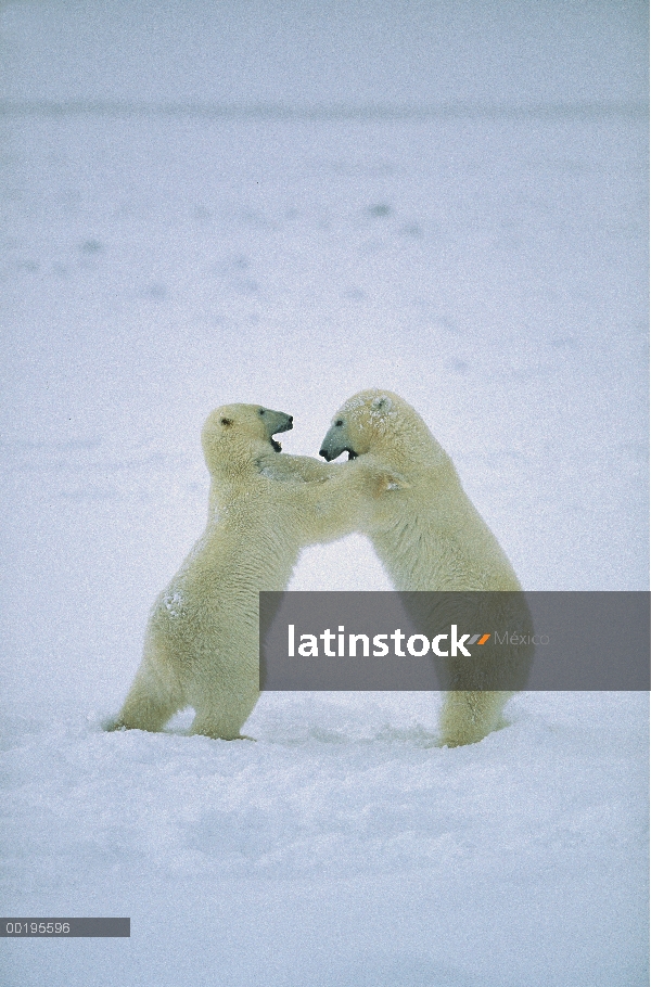 Machos de oso polar (Ursus maritimus) lucha, Bahía de Hudson, Canadá