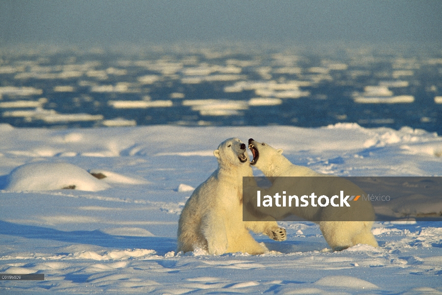 Machos de oso polar (Ursus maritimus) lucha, Bahía de Hudson, Canadá