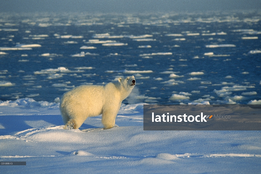 Oso polar (Ursus maritimus) en el campo de hielo, Churchill, Manitoba, Canadá