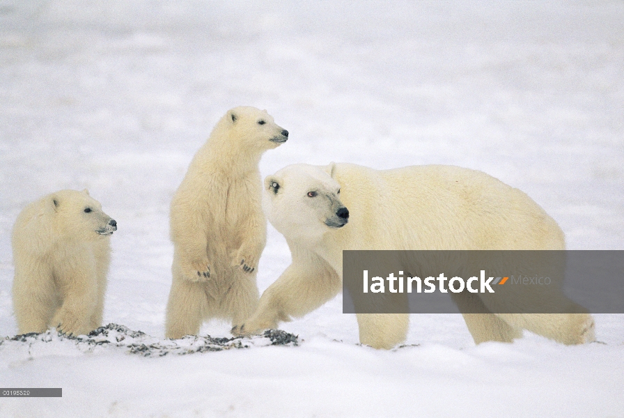 Madre oso polar (Ursus maritimus) con dos cachorros, Churchill, Manitoba, Canadá