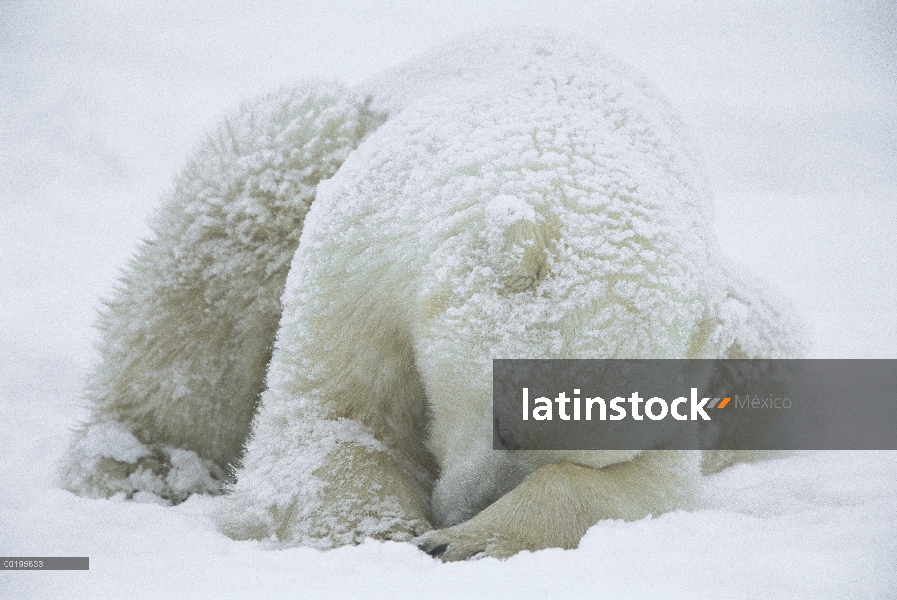 Oso polar (Ursus maritimus) durmiendo, Bahía de Hudson, Canadá