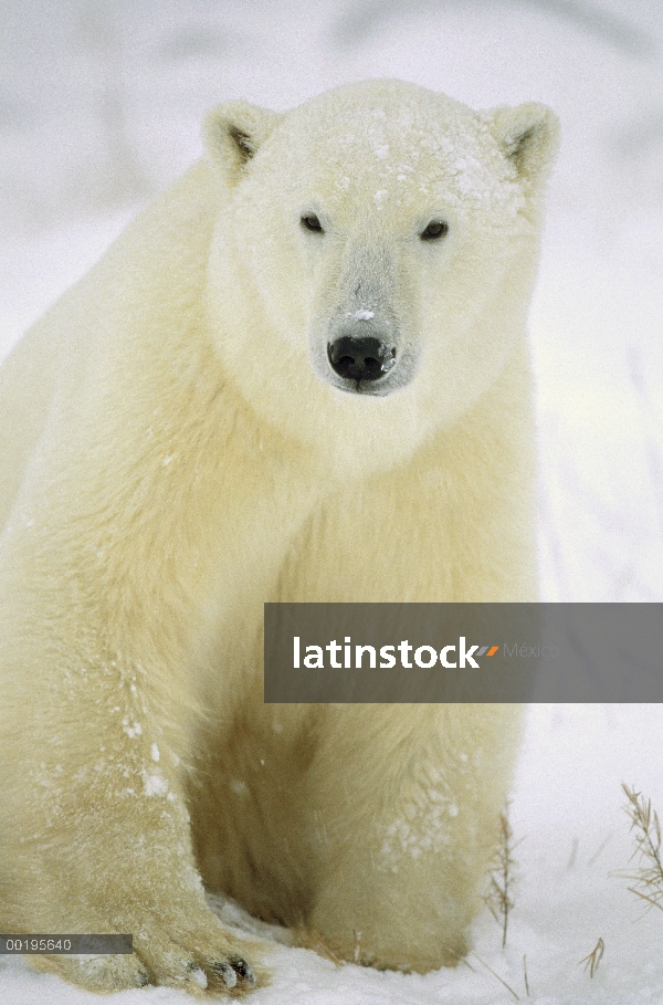 Retrato de adultos de oso polar (Ursus maritimus), Churchill, Manitoba, Canadá