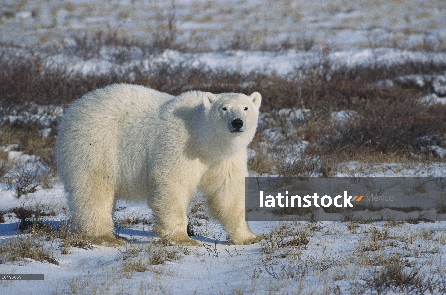 Retrato del oso polar (Ursus maritimus), Bahía de Hudson, Canadá