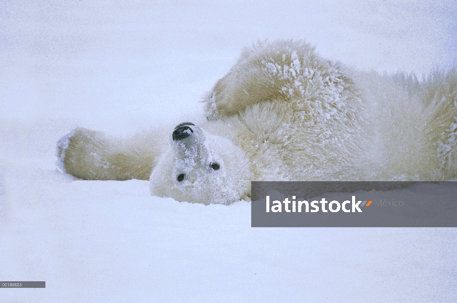 Oso polar (Ursus maritimus) en la nieve, la bahía de Hudson, Canadá