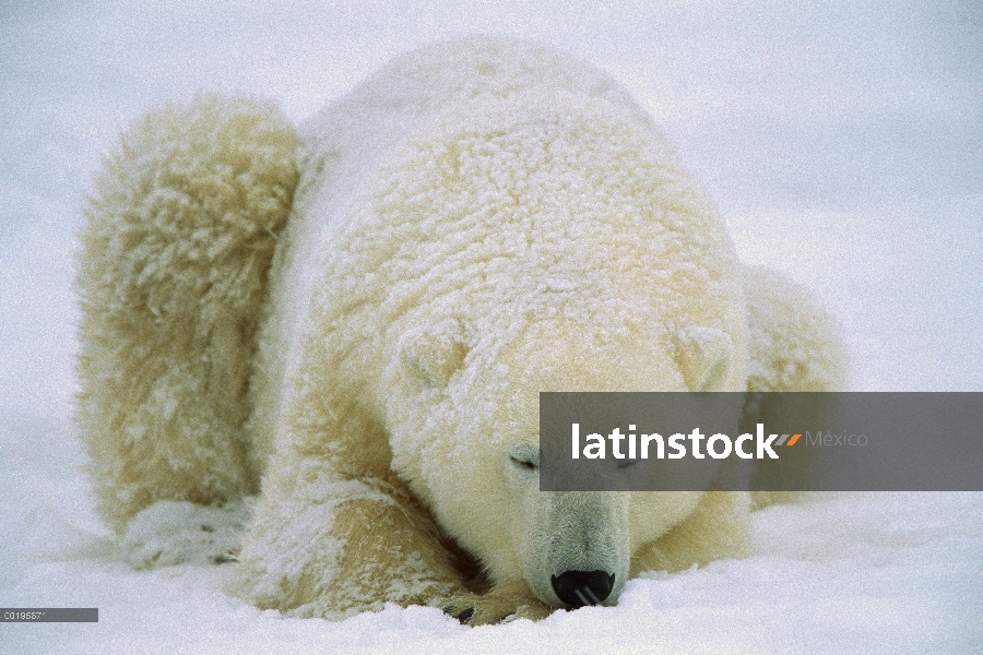 Oso polar (Ursus maritimus) durmiendo en la nieve, la bahía de Hudson, Canadá