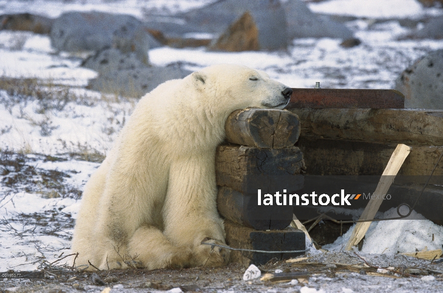 Oso polar (Ursus maritimus) atrapados en la trampa, Churchill, Manitoba, Canadá