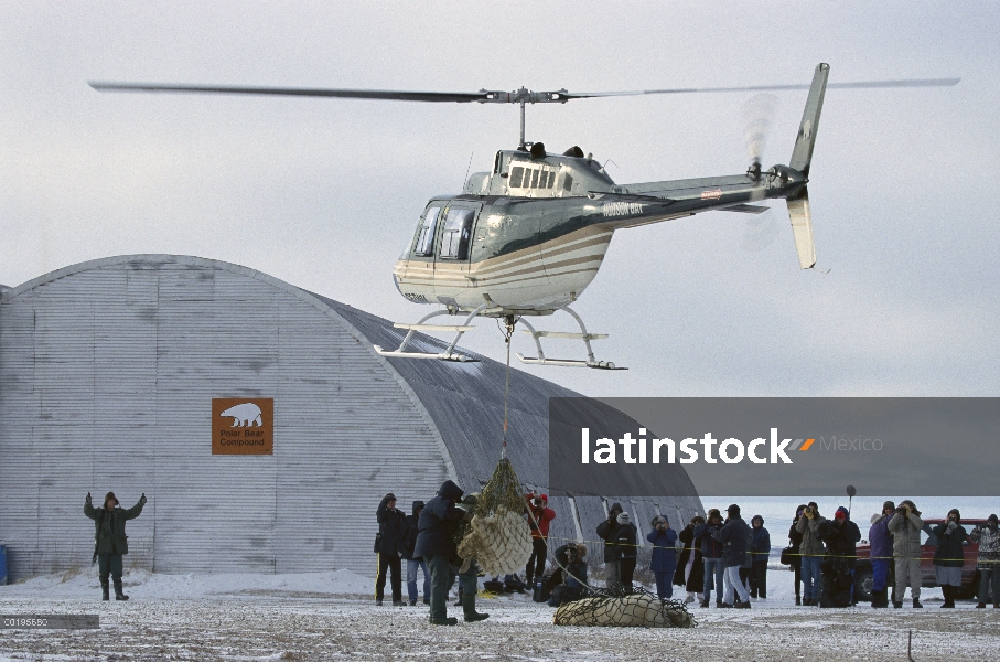 Oso polar (Ursus maritimus) tranquilized y transportados por helicóptero a cárcel, Canadá