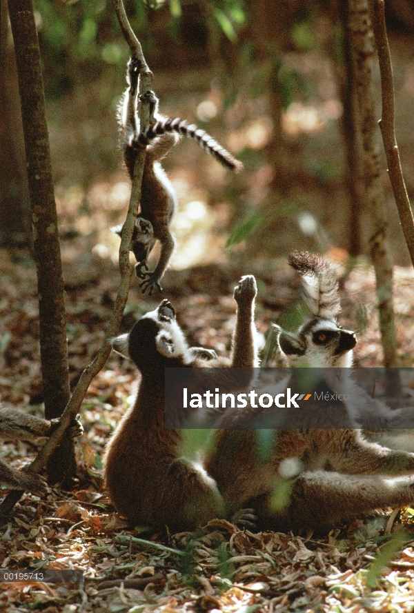 Los adultos de lemures (catta de Lemur) jugando con sus crías, Madagascar