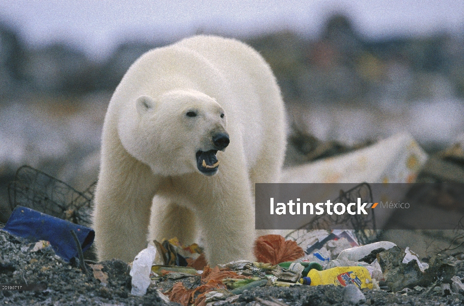 Oso polar (Ursus maritimus) compactación en el botadero de basura, Churchill, Manitoba, Canadá