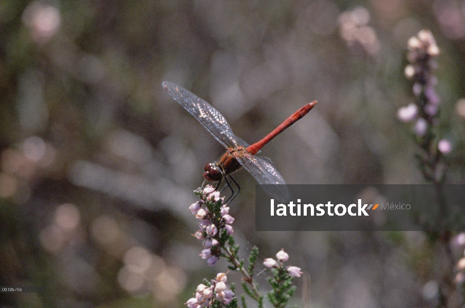 Hombre de perca (Sympetrum Ophioglossum) vagantes en flor, Alemania