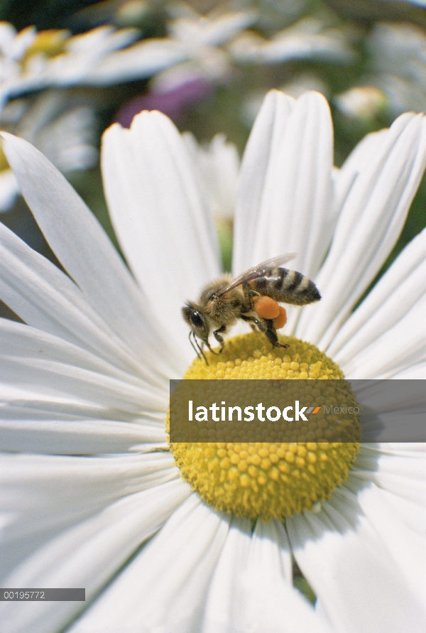 Miel (Apis mellifera) que recoge el polen de Margarita, nota cestas de polen en las patas traseras, 