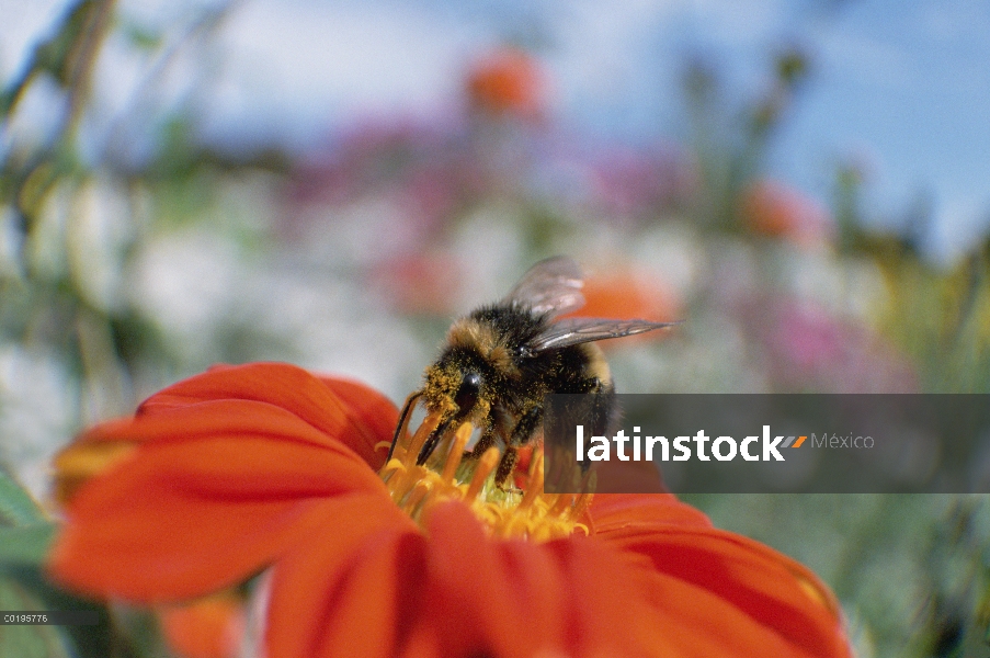 Cola blanca abejorro (Bombus lucorum) recoger polen en flor, Alemania