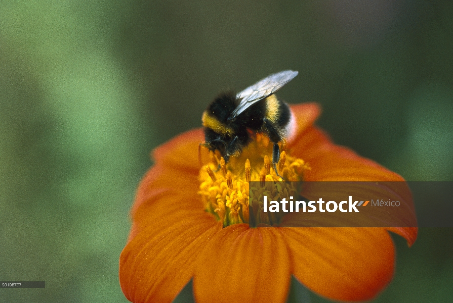 Cola blanca abejorro (Bombus lucorum) recoger polen en flor, Alemania