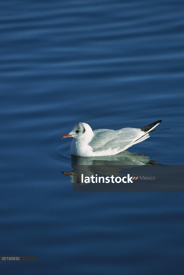 Gaviota reidora (Chroicocephalus ridibundus) en agua, invierno, Alemania