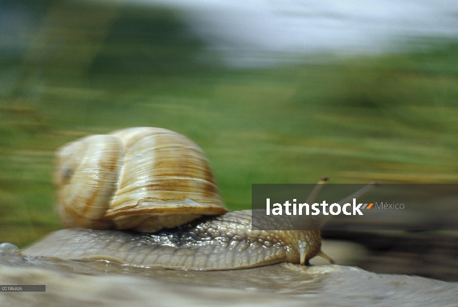 Caracol comestible (Helix pomatia) en movimiento, Alemania