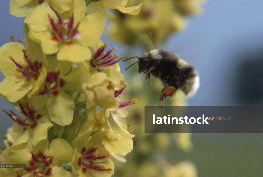 Jardín de abejorro (Bombus hortorum) recoger polen en flor, Austria