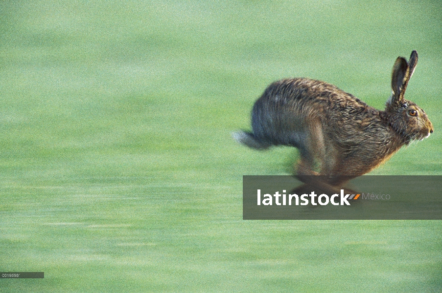 Liebre europea (Lepus europaeus) en ejecución, Austria