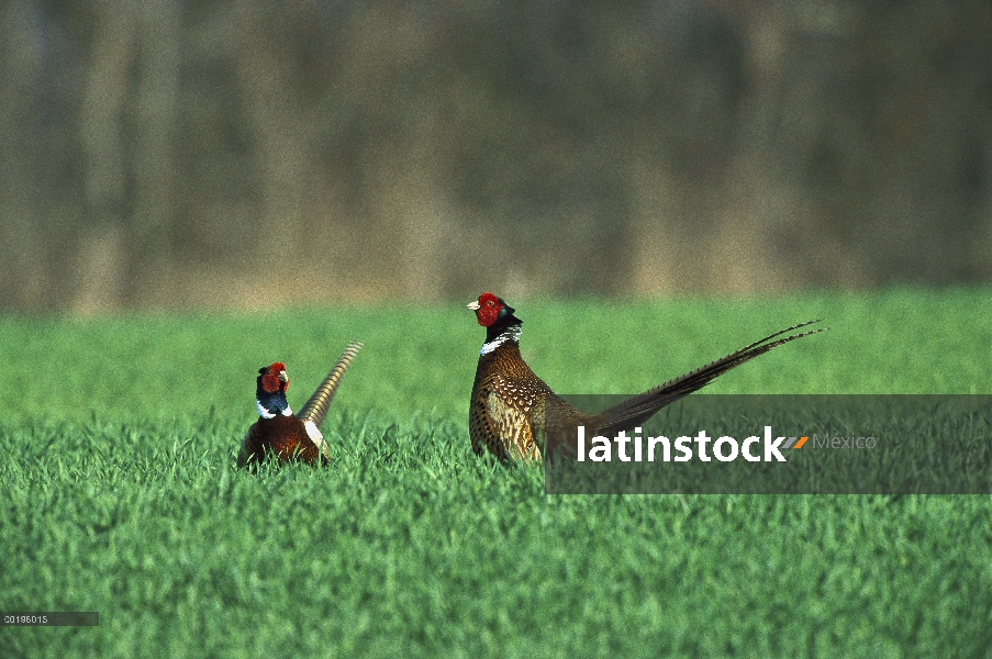 Faisán (Phasianus colchicus) dos machos pie en suelo, Austria