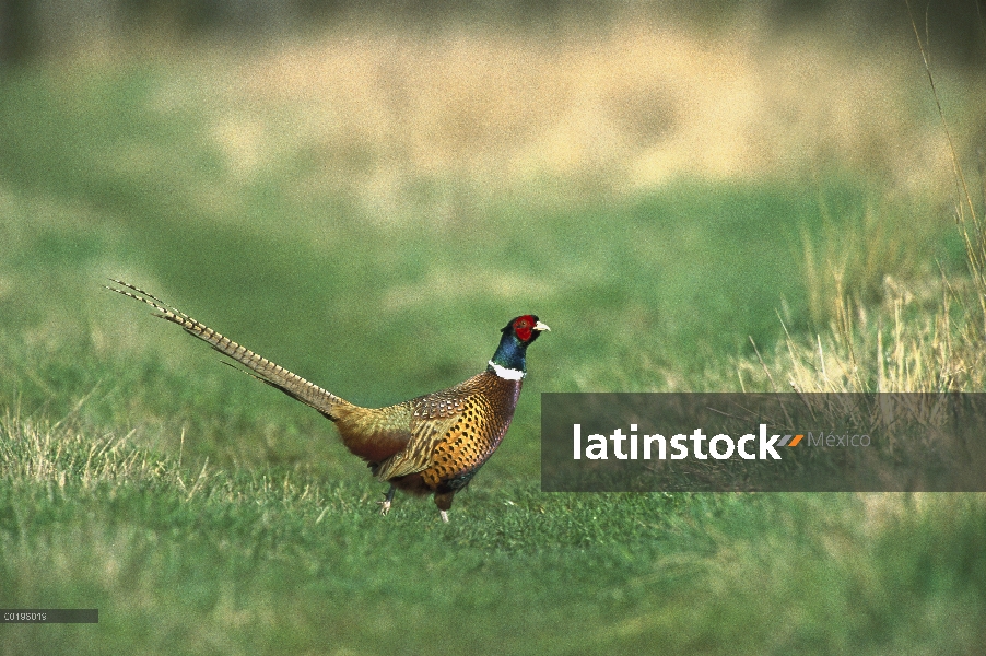 Faisán (Phasianus colchicus) macho parado en tierra, Austria