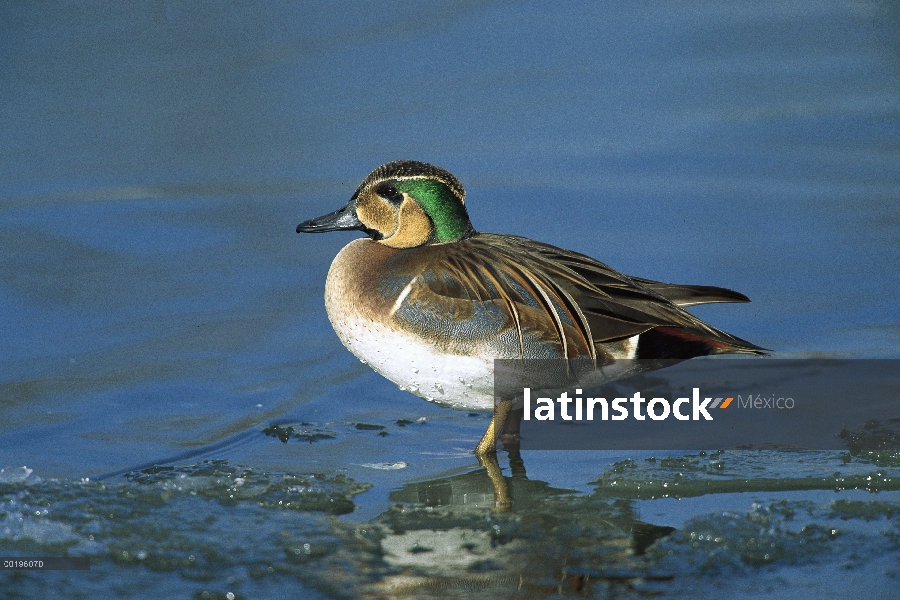 Drake de cerceta del Baikal (Anas formosa), Siberia oriental