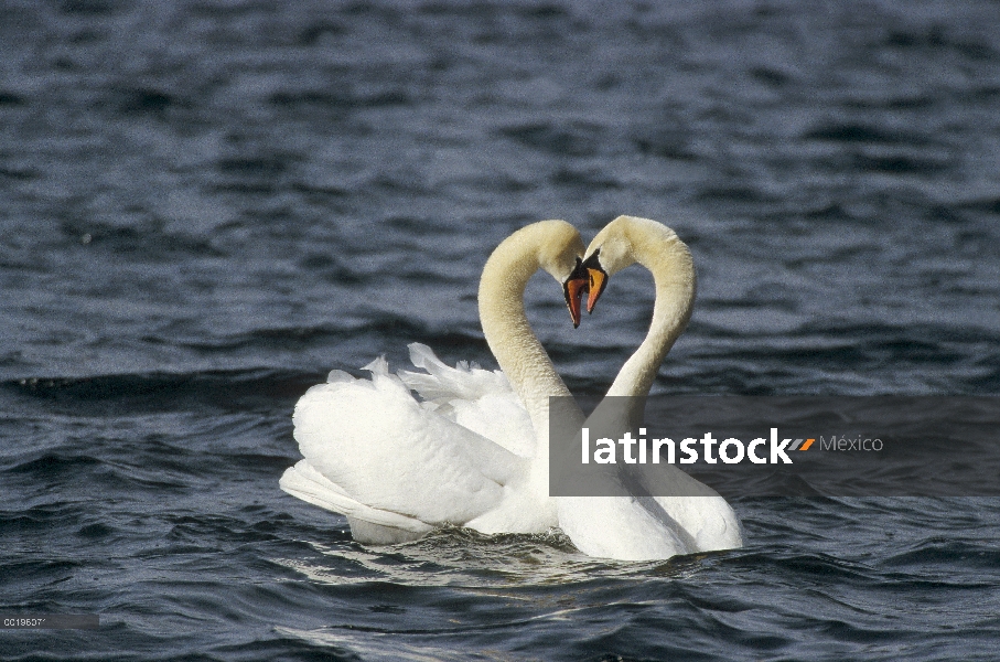 Silencio par afectuoso de cisne (vulgar Cygnus olor) después de aparearse, Alemania