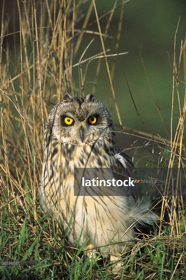 Short-eared Owl (Asio flammeus) retrato que está parado en tierra, Austria