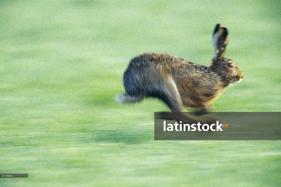 Liebre europea (Lepus europaeus) en ejecución, Austria