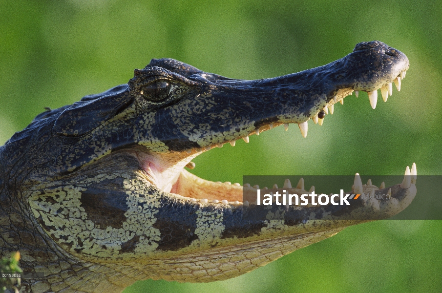 Caiman yacaré (Caiman yacare) termorregulación mediante la apertura de las mordazas, Pantanal, Brasi