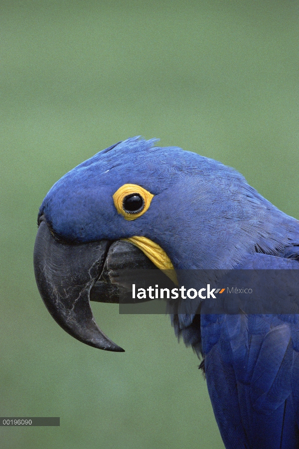 Retrato de Jacinto guacamayo (Anodorhynchus hyacinthinus), de cabeza, vista de lado, Pantanal, Brasi