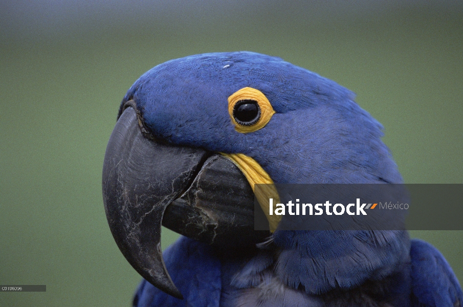 Retrato de Jacinto Macaw (Anodorhynchus hyacinthinus), Pantanal, Brasil