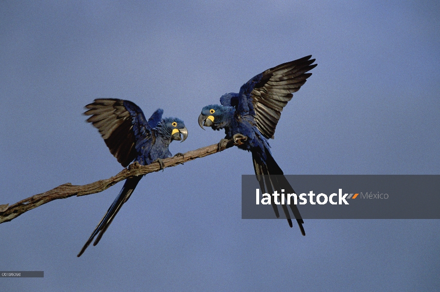 Par de guacamayo (Anodorhynchus hyacinthinus) Jacinto perching, Pantanal, Brasil